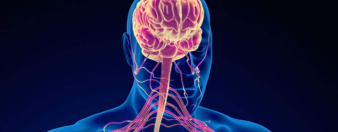 Difference Between Sympathetic And Parasympathetic